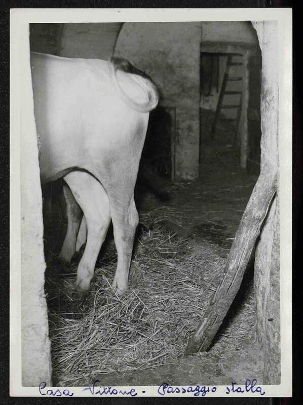 La stalla della cascina dei Vittone