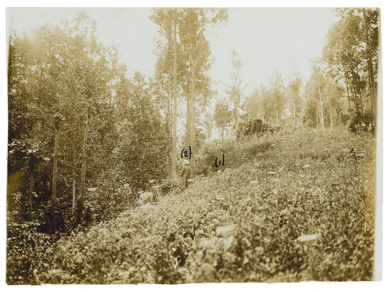 Ricostruzione del crimine secondo le testimonianze delle testi e della vittima