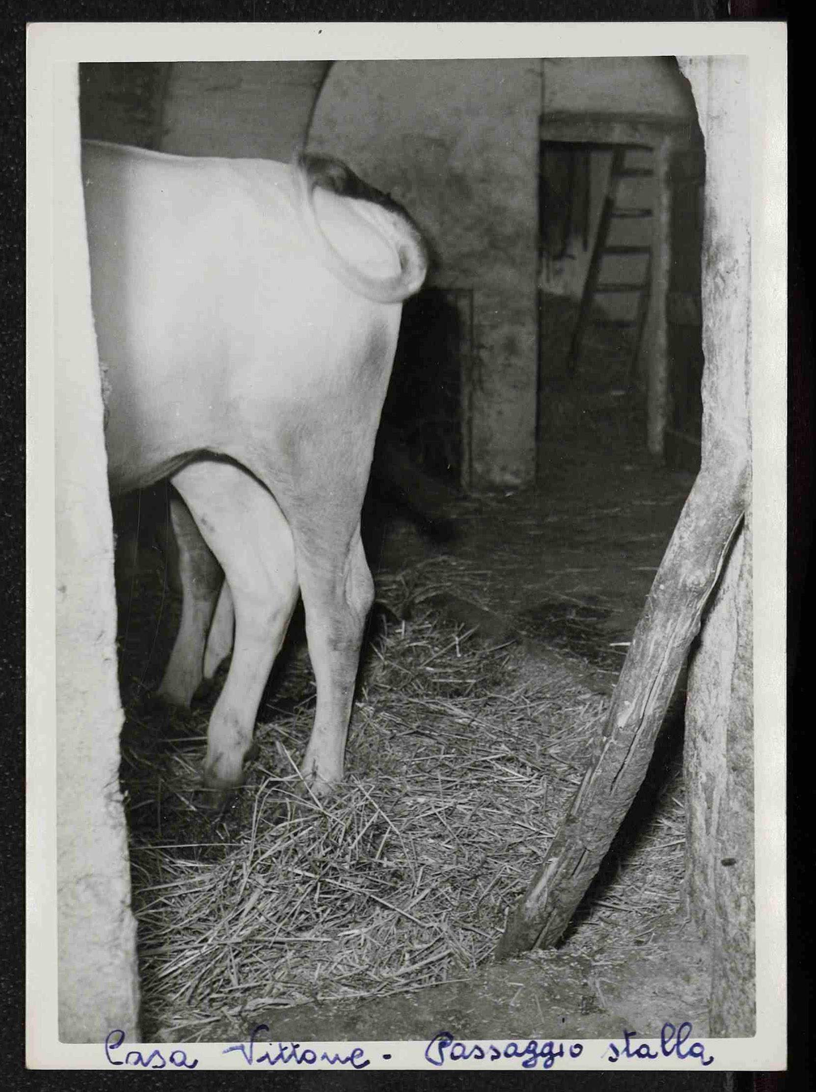 La stalla della cascina dei Vittone