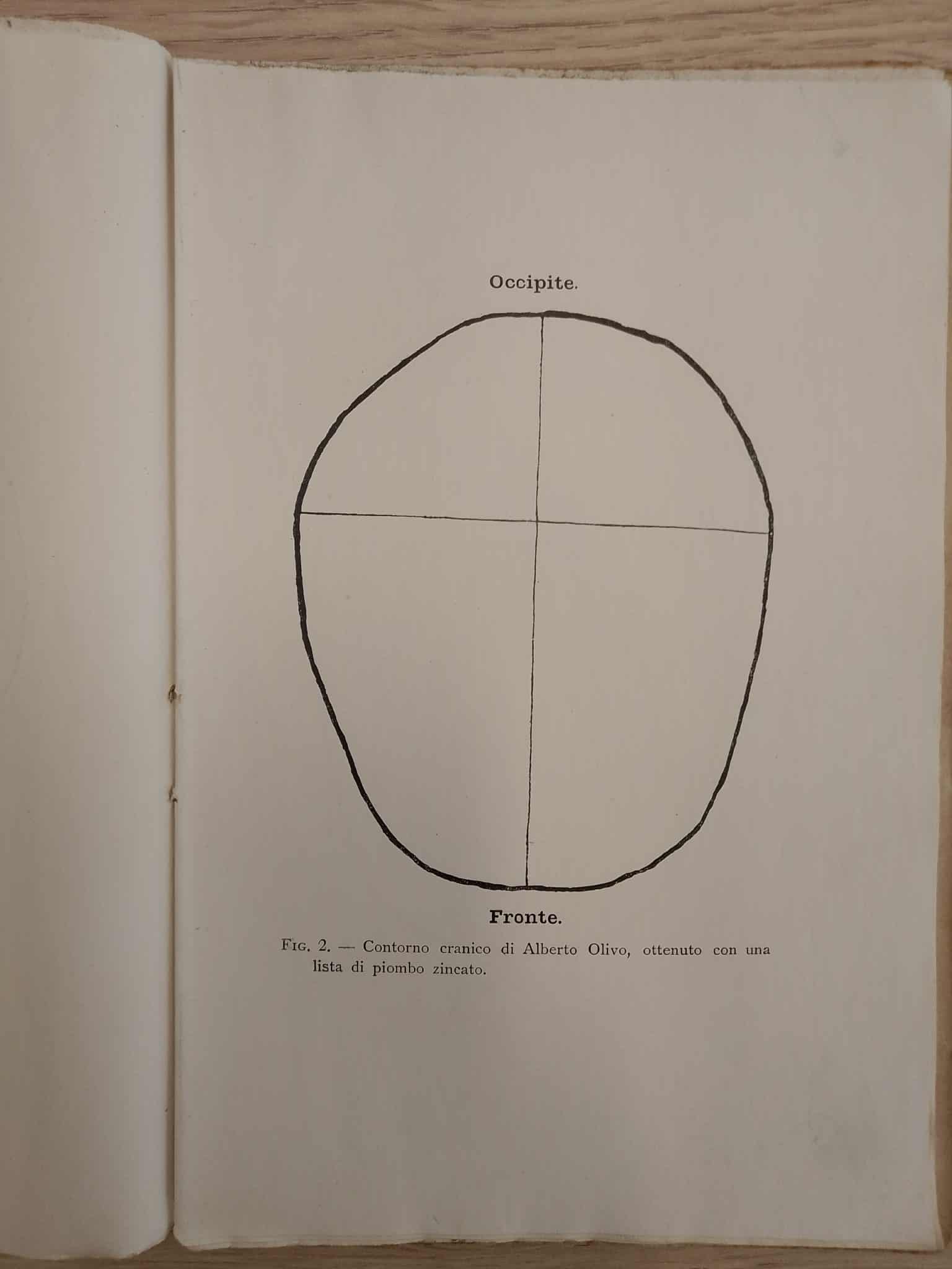 Contorno cranico di Alberto Olivo