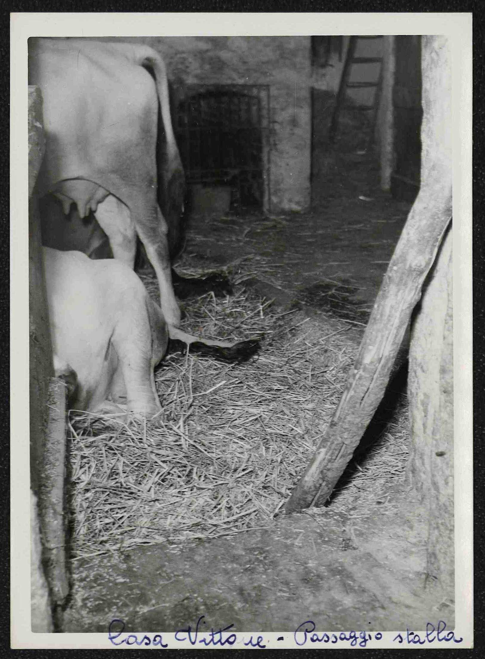 La stalla della cascina dei Vittone