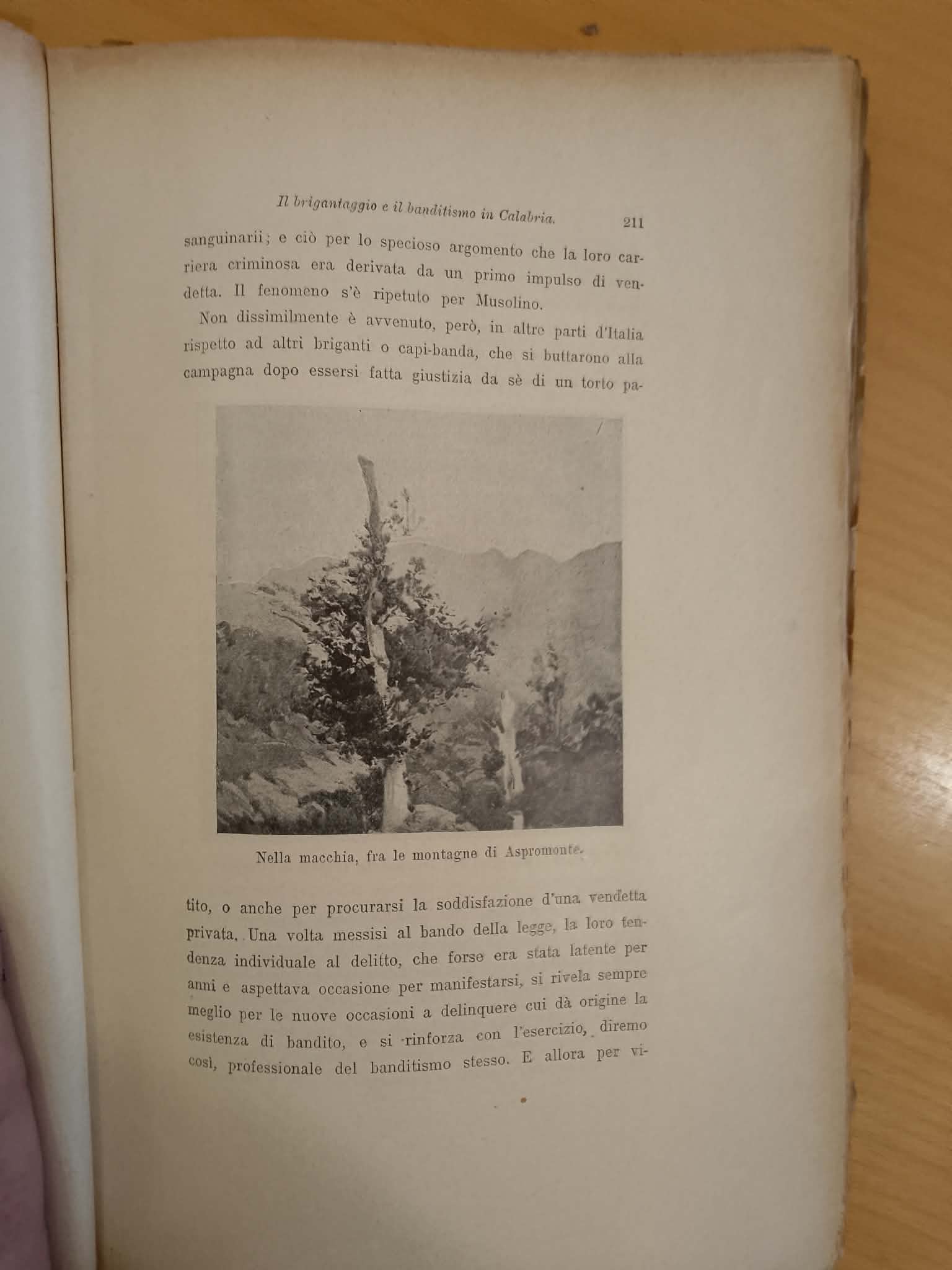 Nella macchia dell'Aspromonte