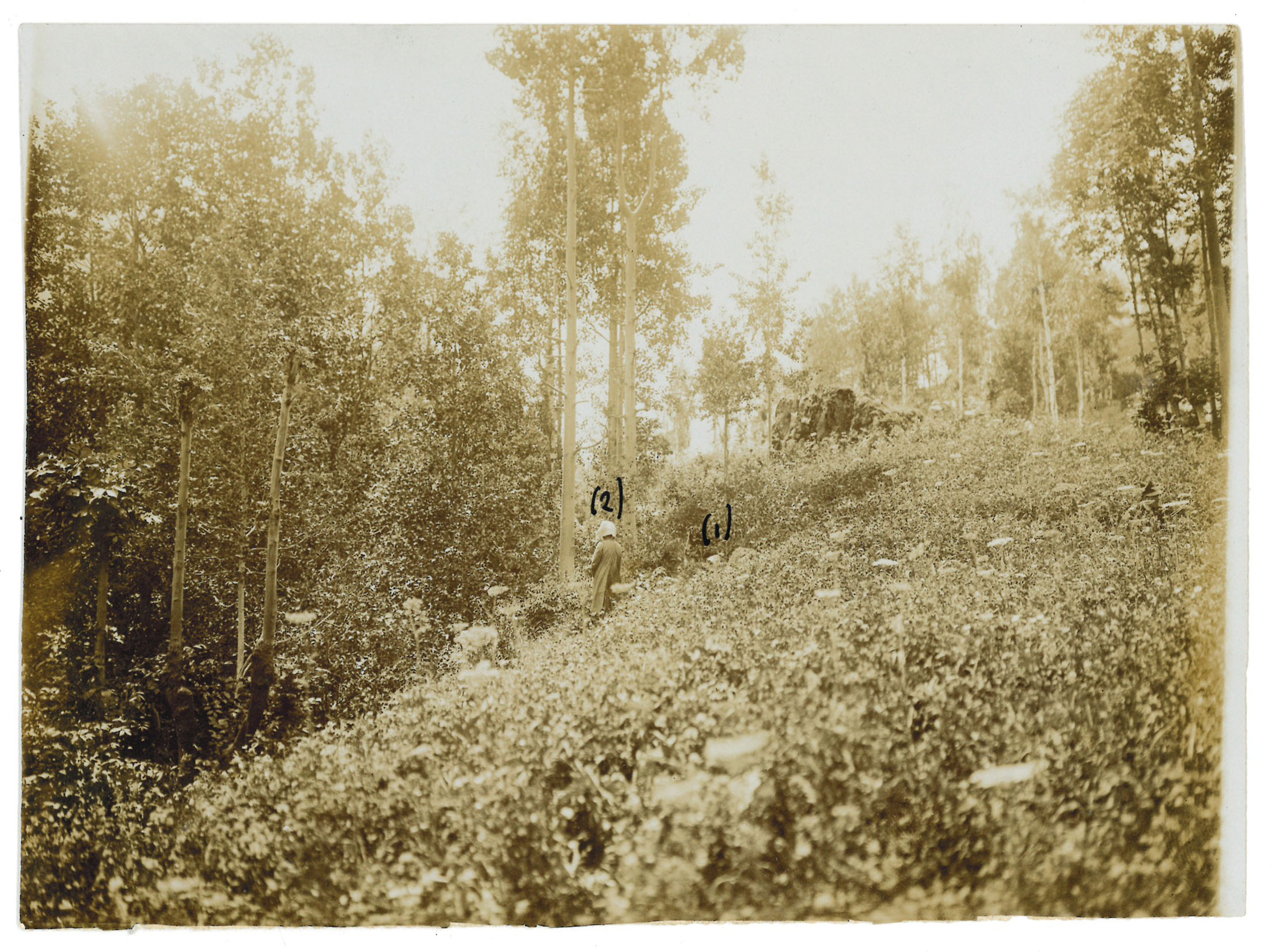 Ricostruzione del crimine secondo le testimonianze delle testi e della vittima