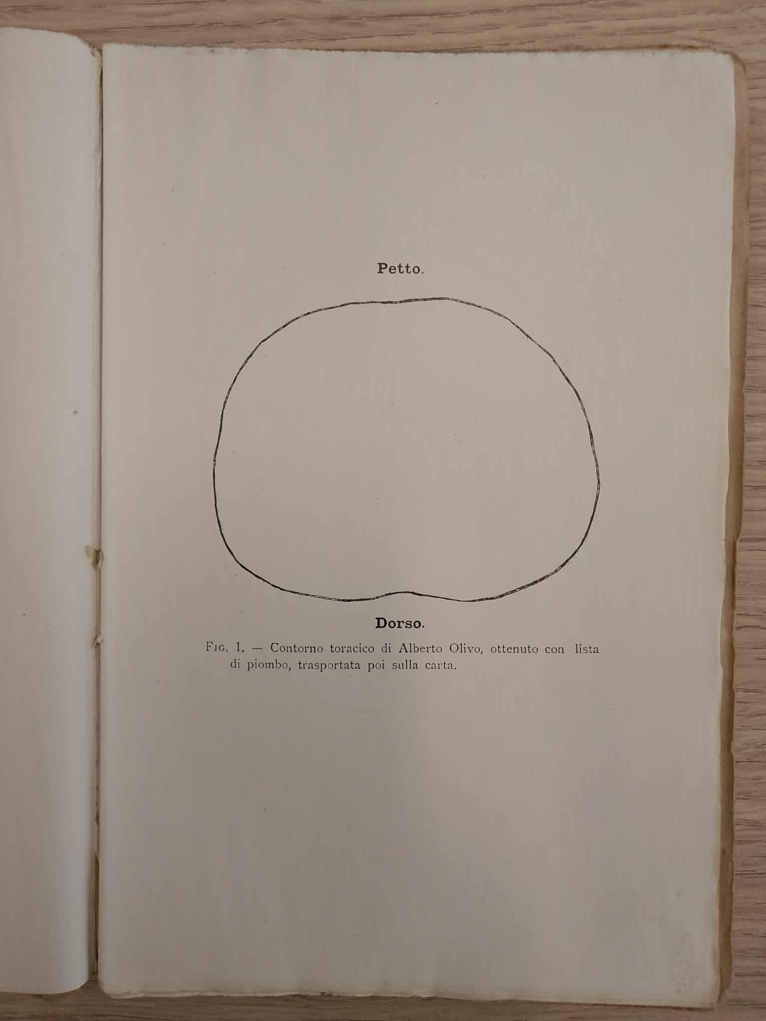 Contorno toracico di Alberto Olivo