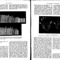 Le emozioni di Musolino