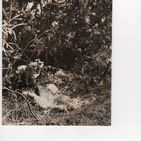 Mazzi di fiori deposti sul luogo dove fu uccisa Angela Cavallero